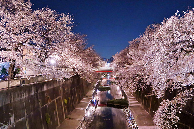 石神井川沿いの遊歩道