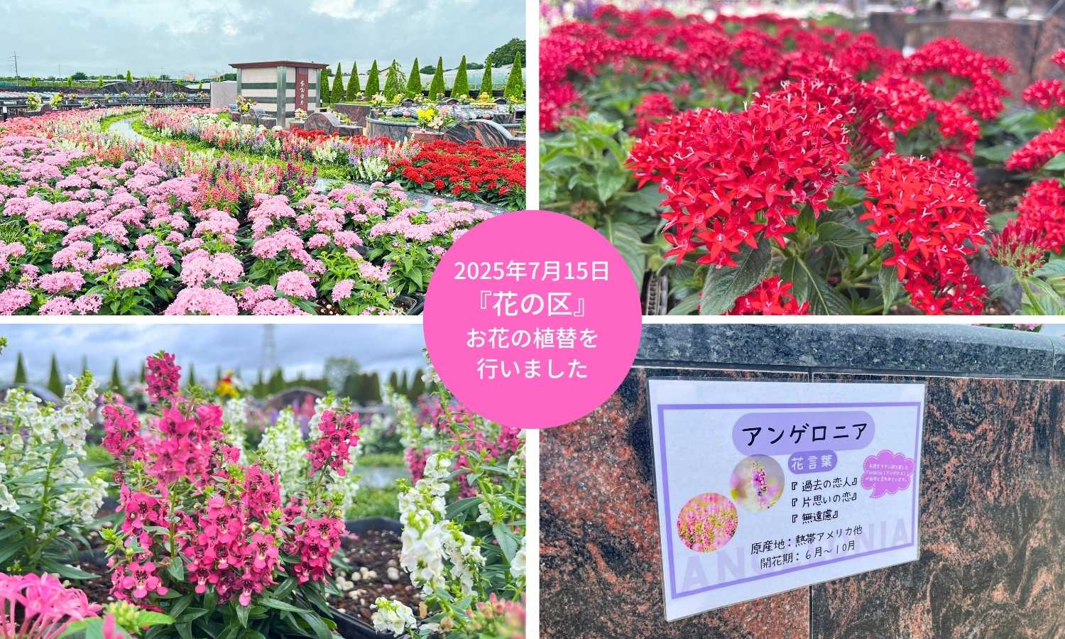 【松戸】『花の区』お花（夏）の植替を行いました