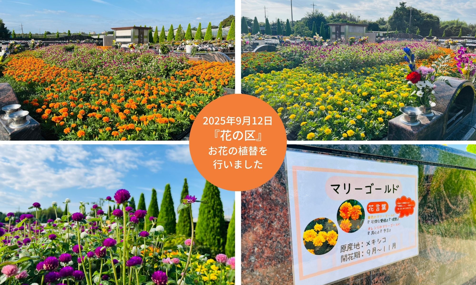 【松戸】『花の区』お花（秋）の植替を行いました
