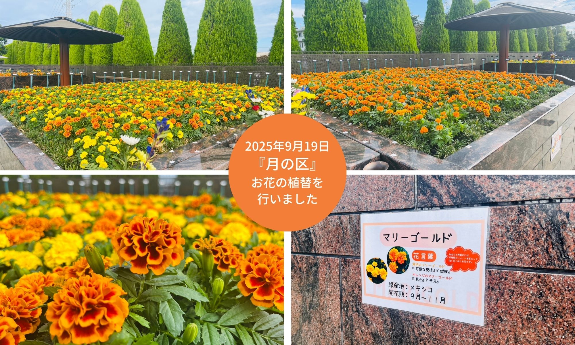 【松戸】『月の区』お花（秋）の植替を行いました