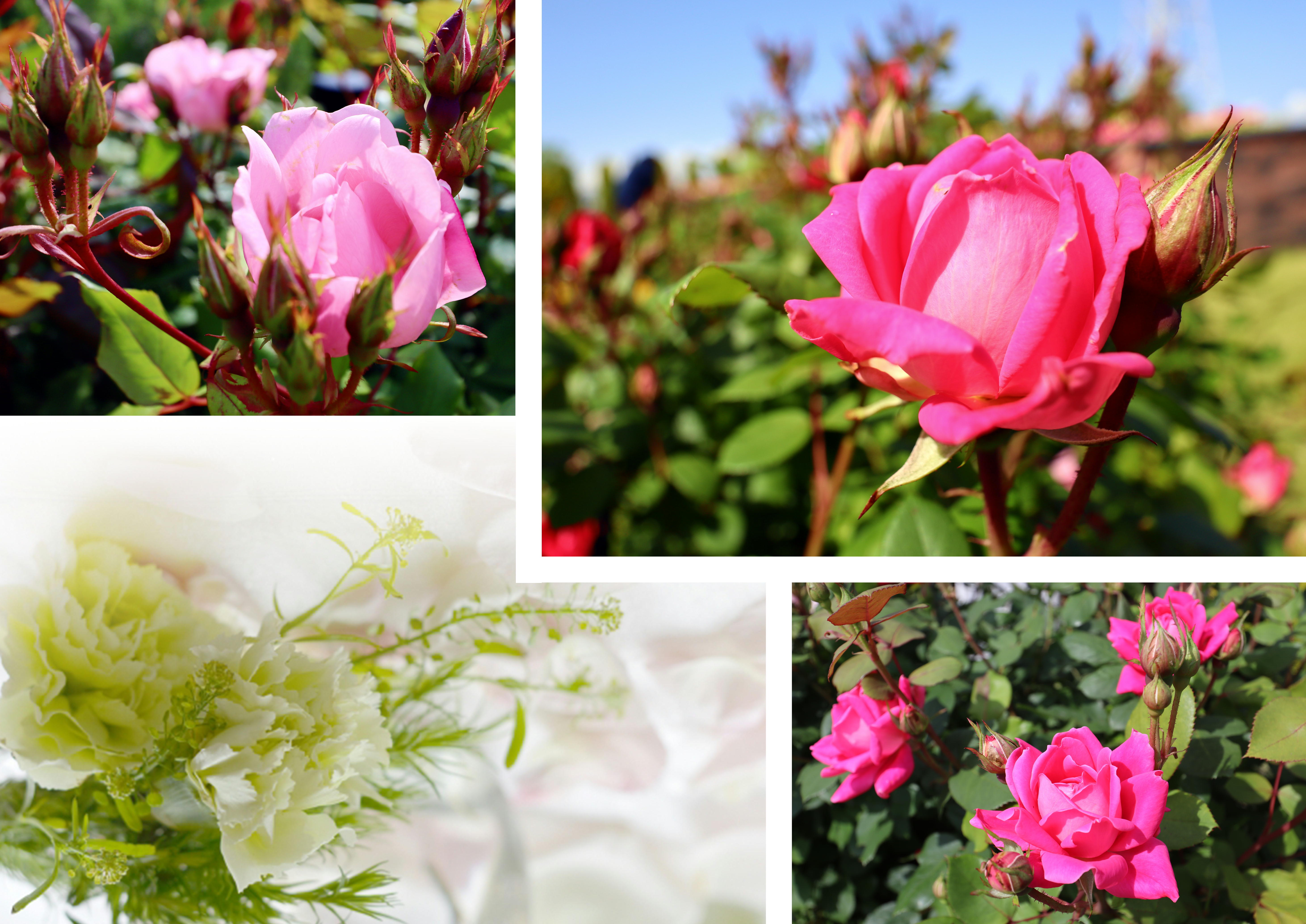 【松戸】美しい薔薇が咲き始めました