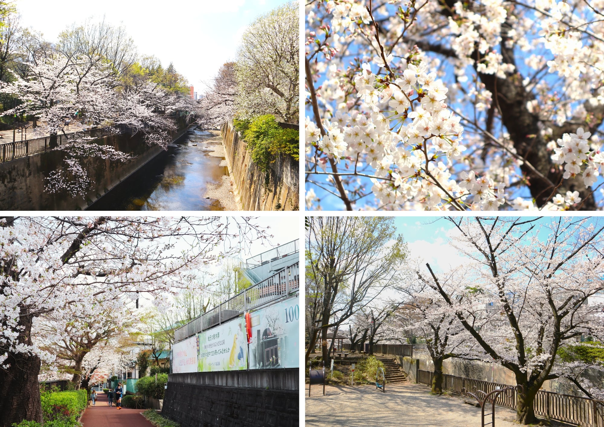 【福壽園】霊園裏手の桜並木が見頃を迎えました
