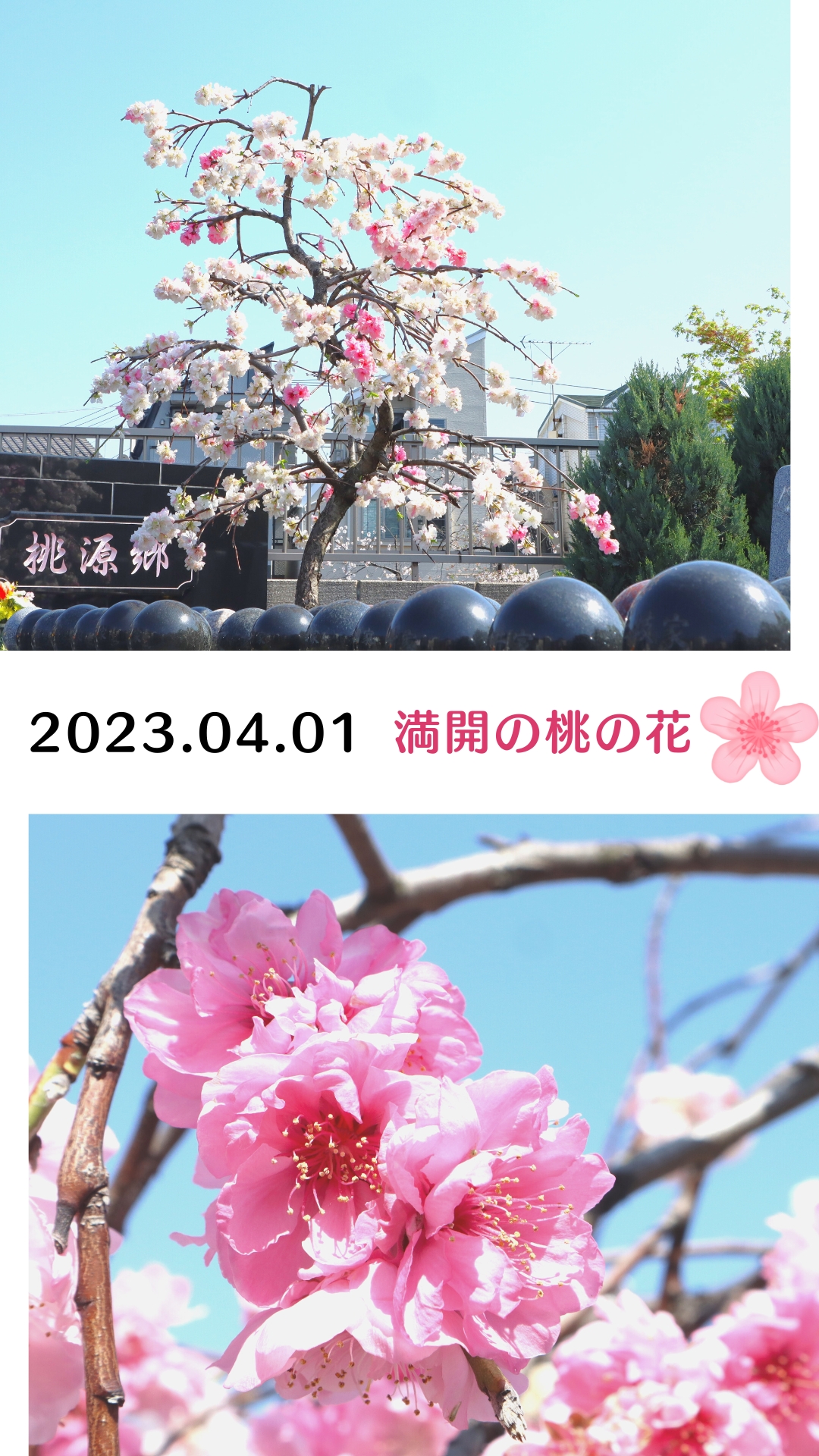 【福壽園】シンボルツリーの桃の木が満開です